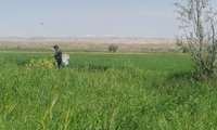 بازدید از طرح مقایسه‌ای PVS ارقام گندم و جو در شهرستان مانه و شناسایی زقم آلوده به زنگ زرد